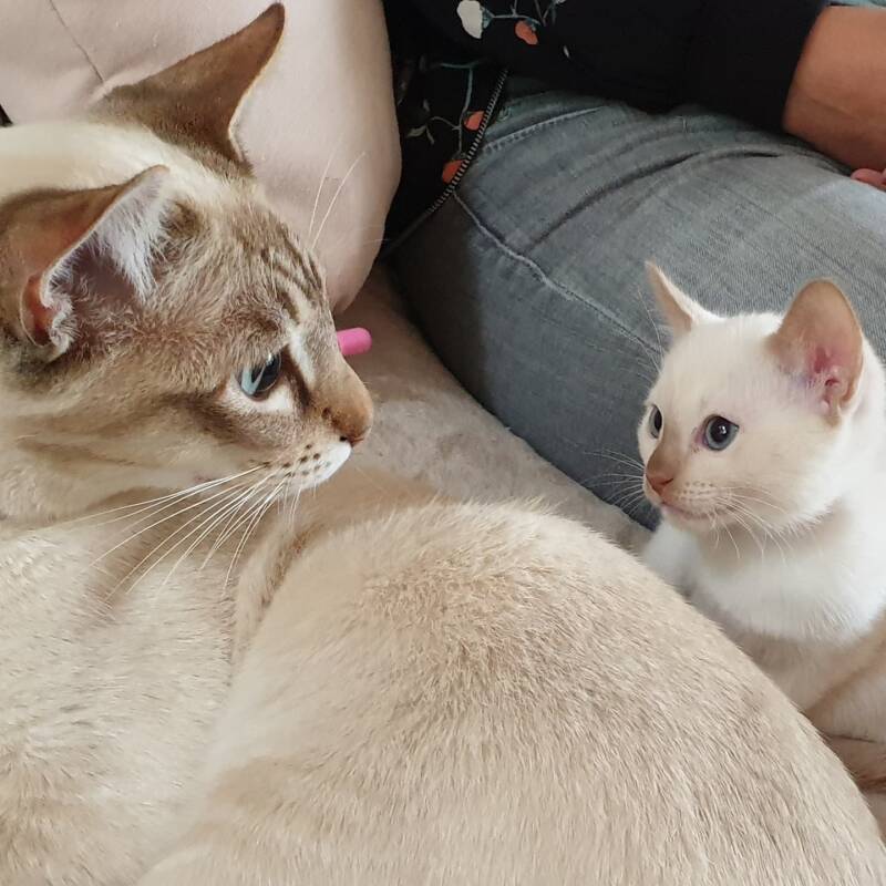 Tonkinese Champagne Mink Tabby - Tonkanees Chocolate Mink Tabby