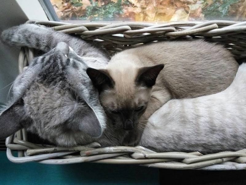 Kitten Oosterse kat als Thai Siamees Burmees: Tonkanees Natural Mink Tonkinese kittens 