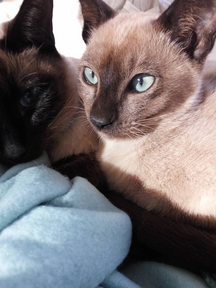 Kitten Oosterse kat als Thai Siamees Burmees: Tonkanees Natural mink Tonkinese kittens 