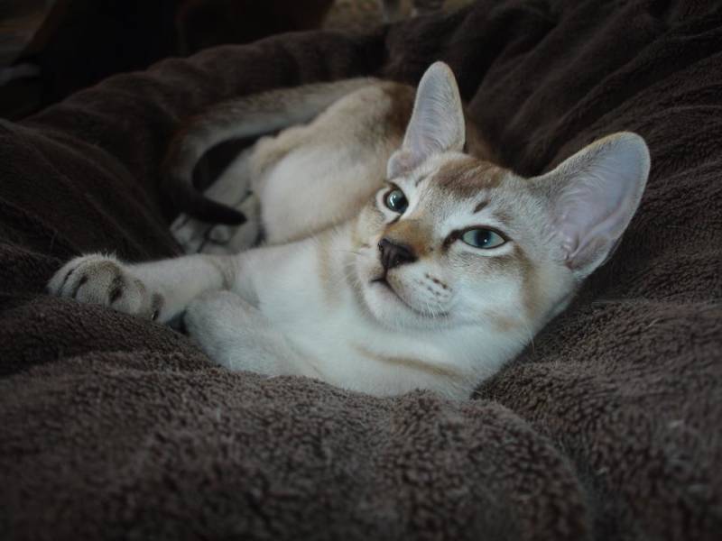 Tonkanees dekkater ☆☆☆ Tonkinese Stud