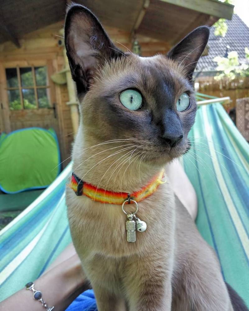 Kitten Oosterse kat als Thai Siamees Burmees: Tonkanees Natural mink Tonkinese kittens 