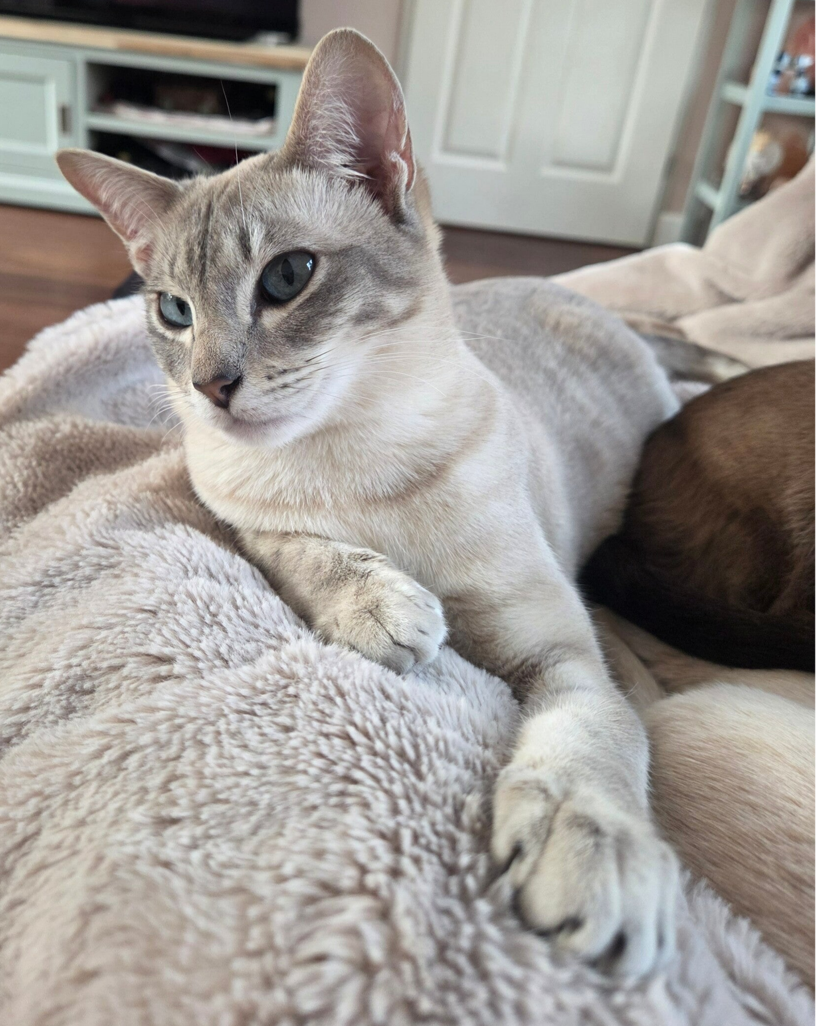 Tonkanees raskitten blue mink tabby lynx 