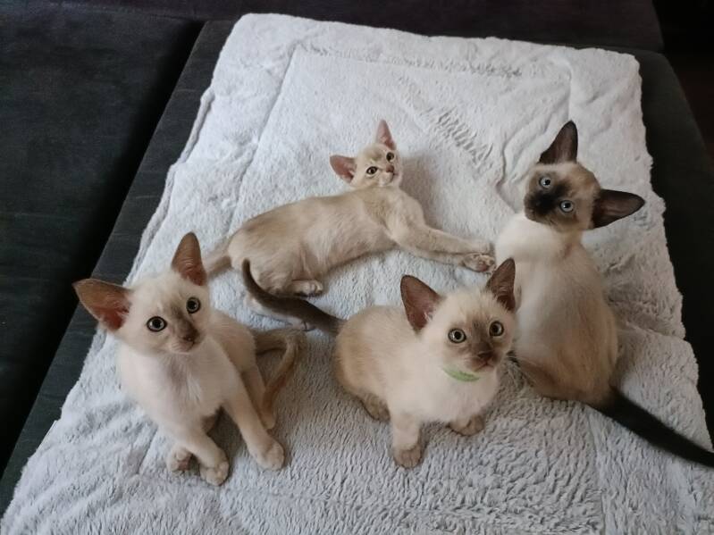 Tonkanees kittens Tonkinese kittens Tonkanesen 