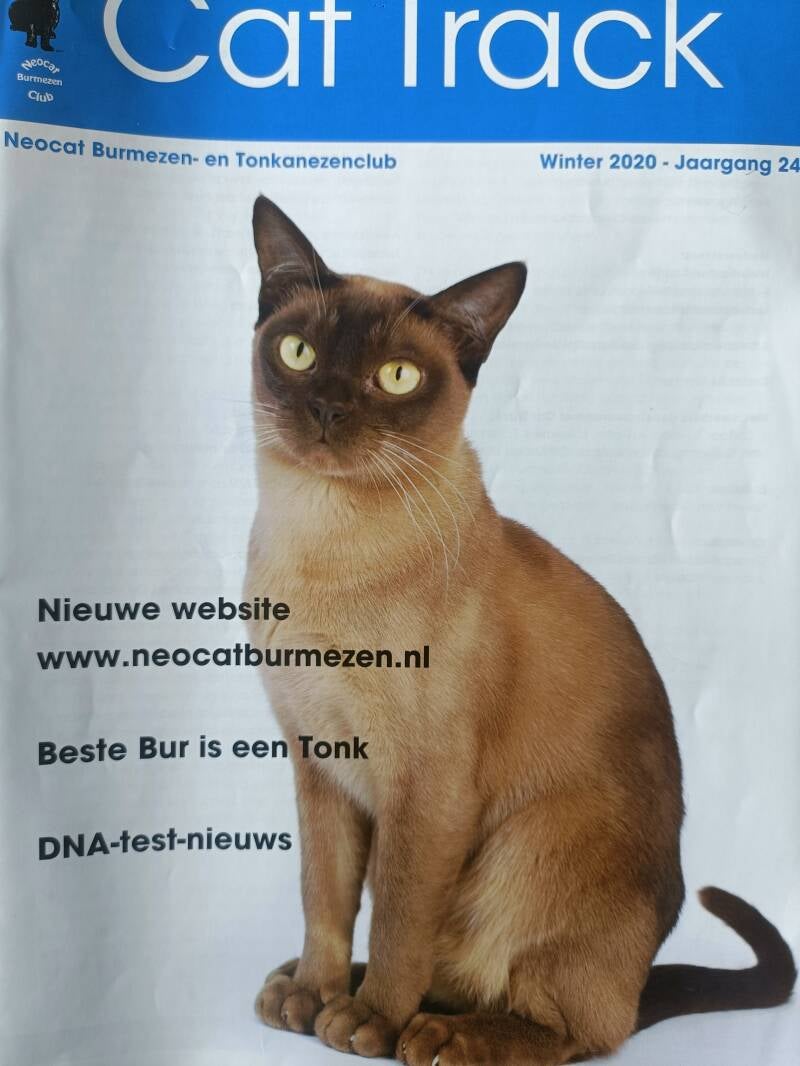 Neocat Bunrmezenclub Burmezenmiddag de beste Burmees is een Tonkanees!