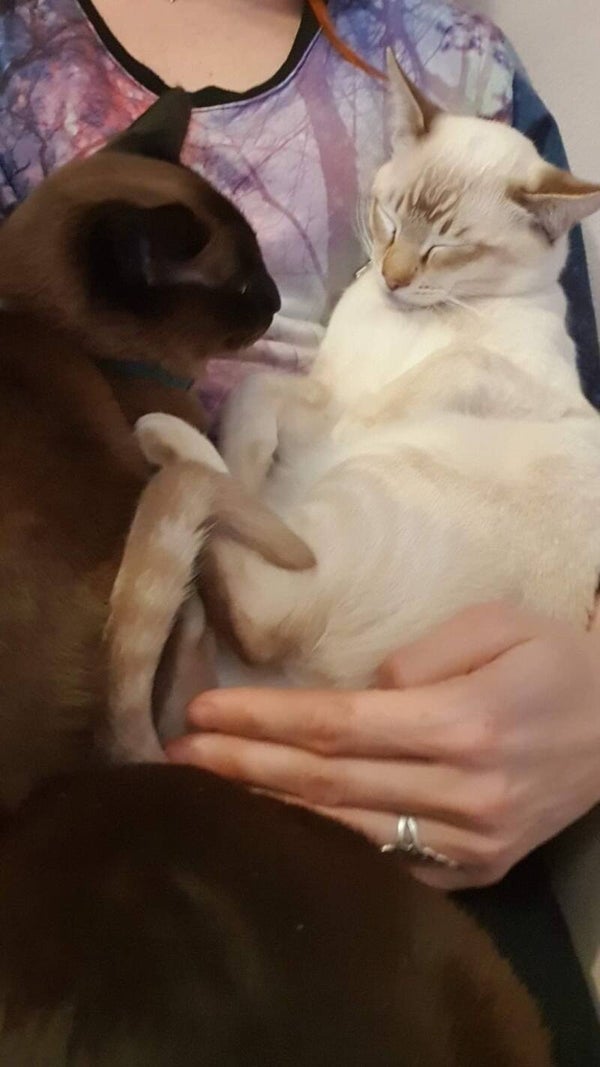 kitten