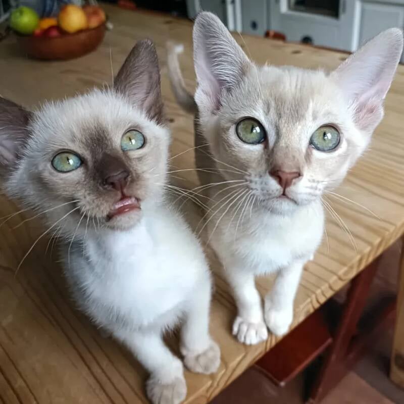 Tonkanees Champange (chocolate) Mink en Lilac Sepia Tabby
