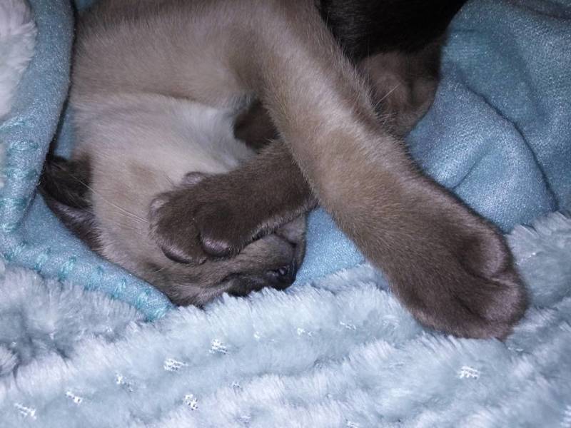 Kitten Oosterse kat als Thai Siamees Burmees: Tonkanees Natural Mink Tonkinese kittens 