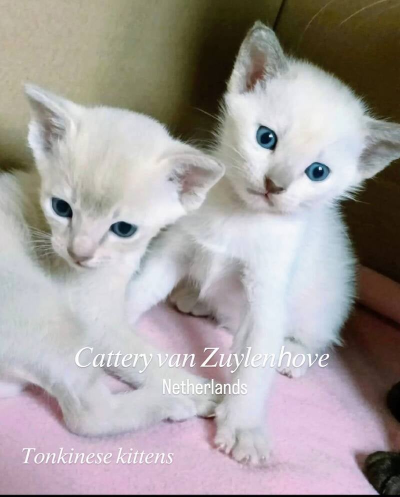 Tonkanees kittens te koop