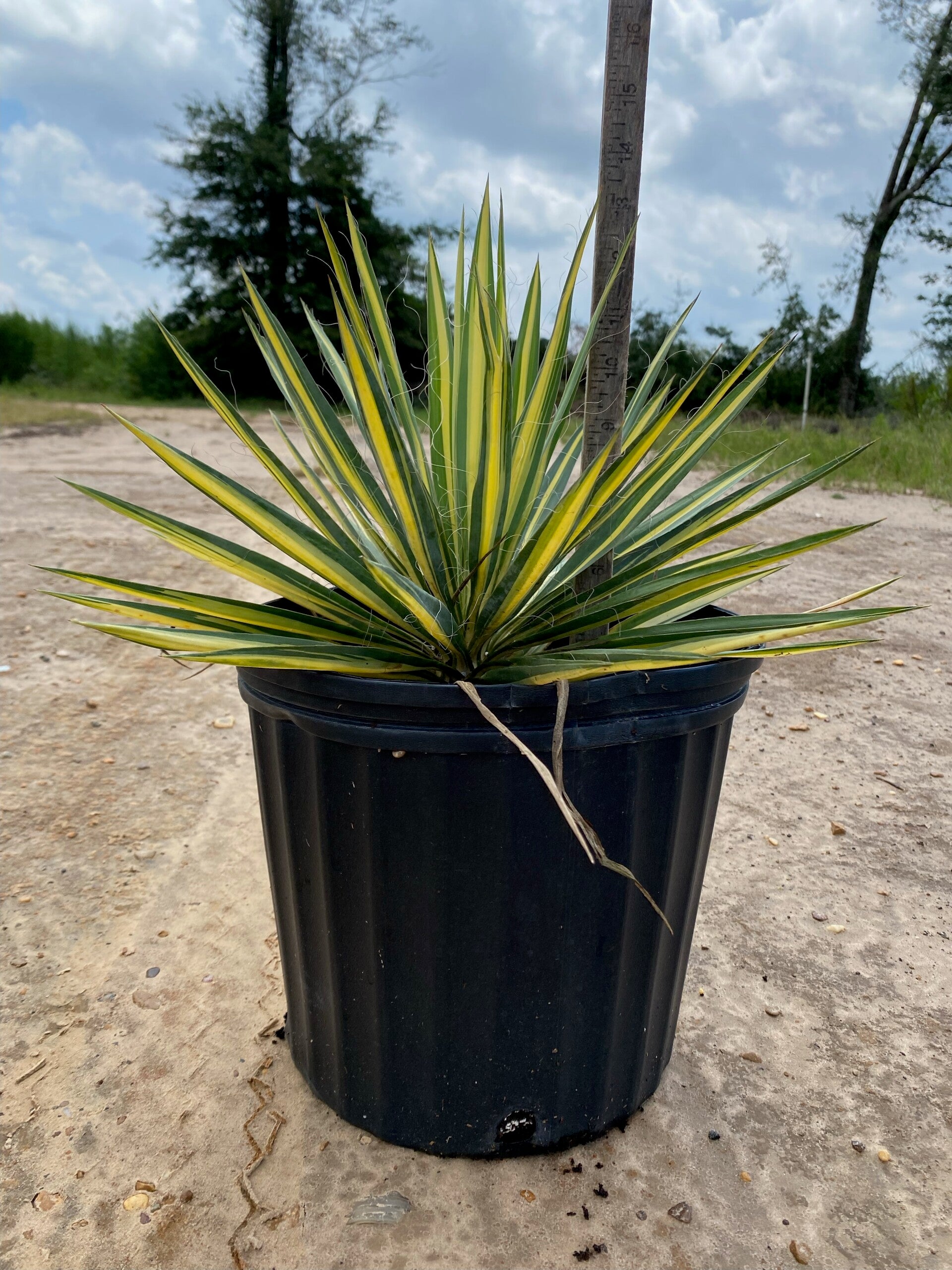 3 gal Color Guard Yucca