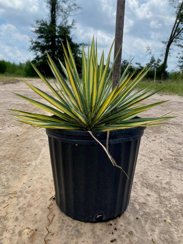 3 gal Color Guard Yucca