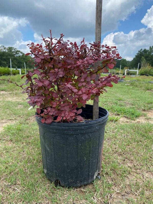 3 gal Crimson Barberry