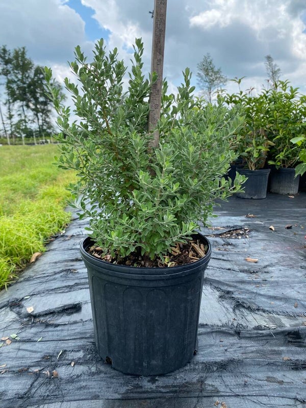 3 gal Green Cloud Sage