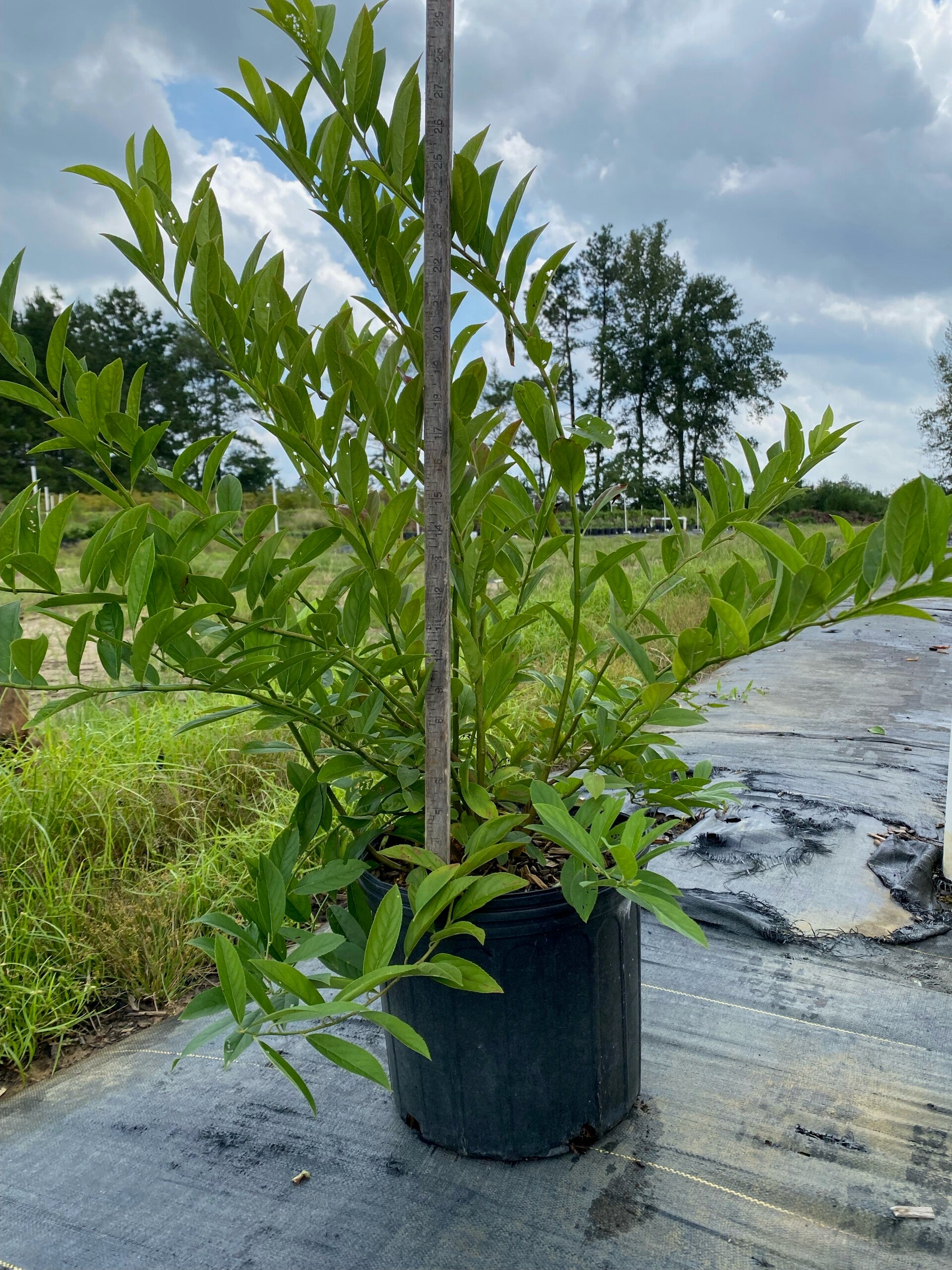 3 gal Henry Garnet Itea