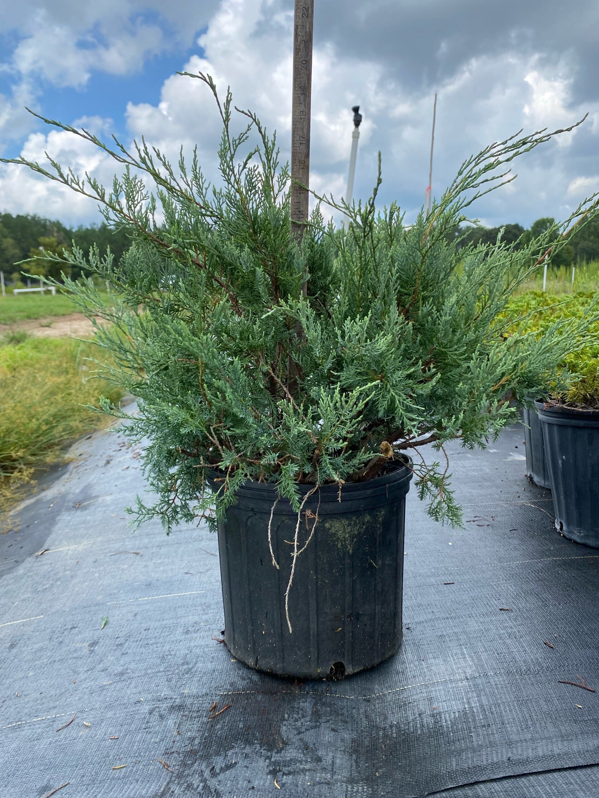 3 gal Grey Owl Juniper