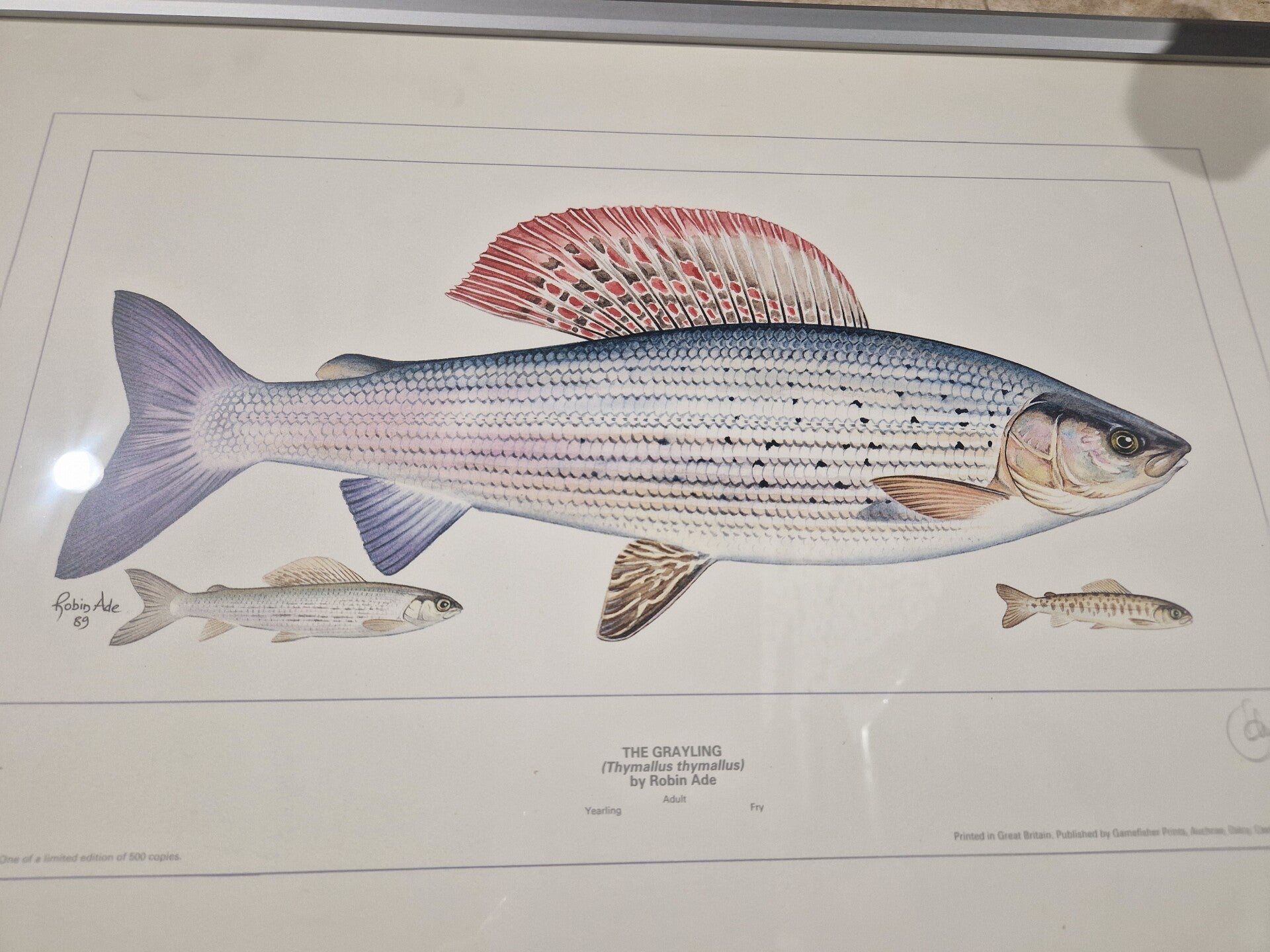 Robin Ade, THE GRAYLING ,  gelimiteerde en gesigneerde oplage van 500 st ,