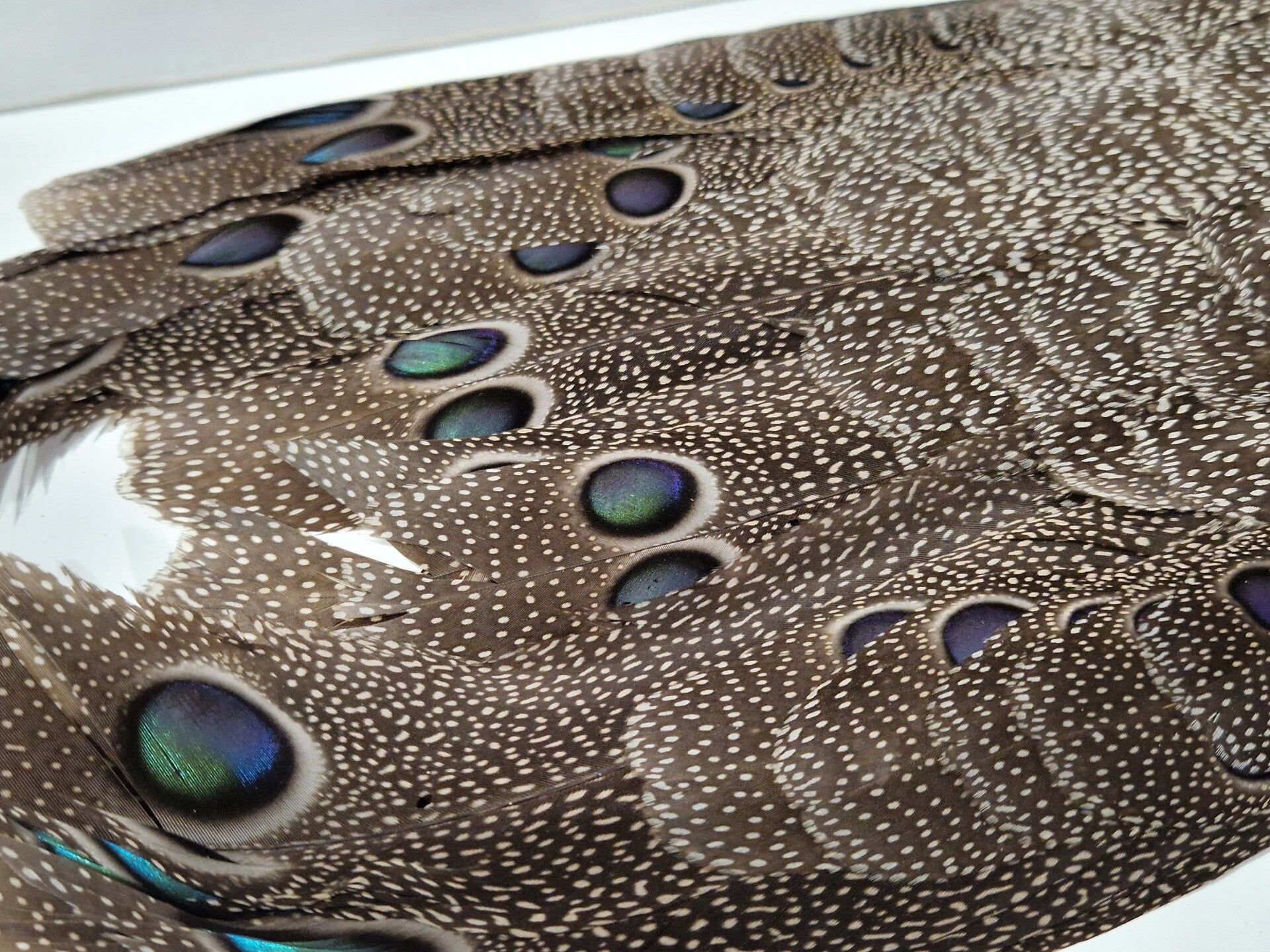 Peacock pheasant skin , pauw fazant