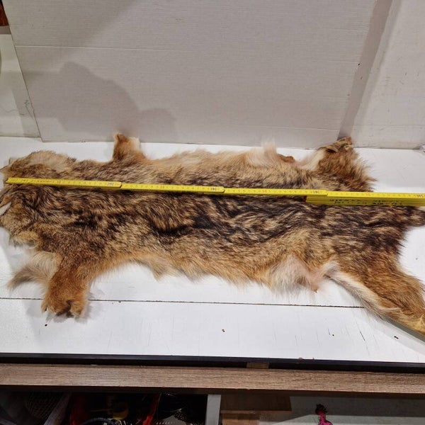 Coyote vacht skin ,
