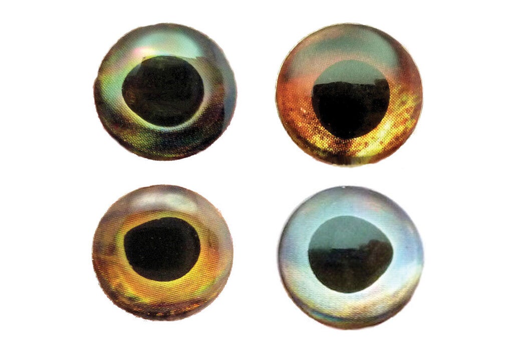 Living eyes FJ - 3D - Fish-skull - 4d