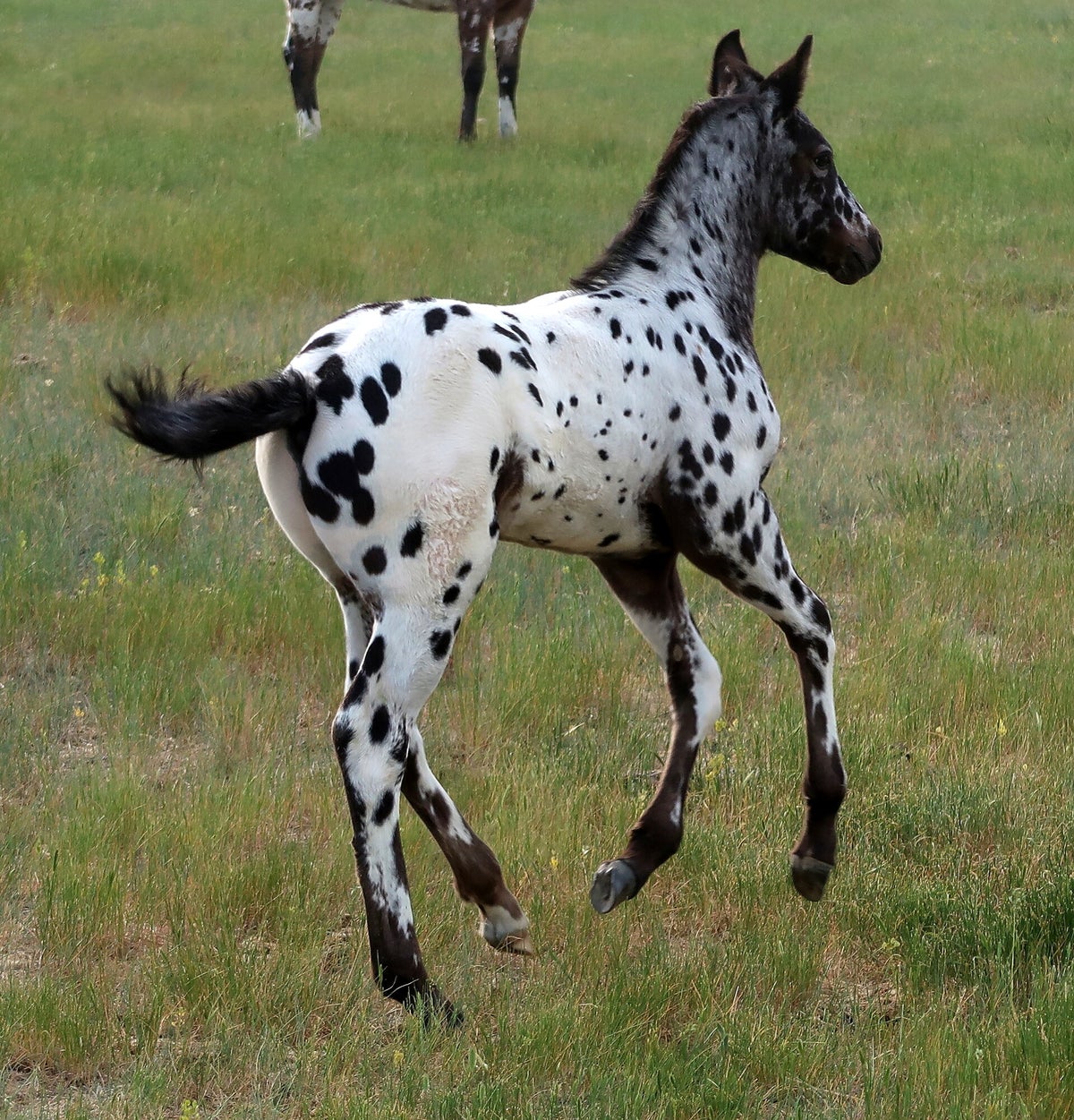 Keenan Ranch