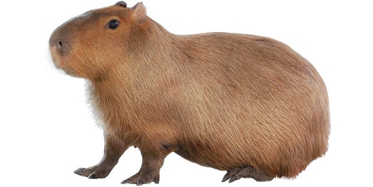 Capibara