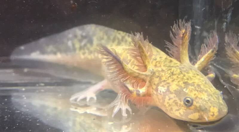 Axolotl, Mosaic, Chimera, Mutatie, Genetics Axolotls blijven hun gehele leven in het water, ze ondergaan Neotenie. Dit houd in dat ze hun Vinzomen, Kieuwen behouden in het larvale stadium. Kort door de bocht, ze evolueren niet. Ze hebben ogen, voor en ach