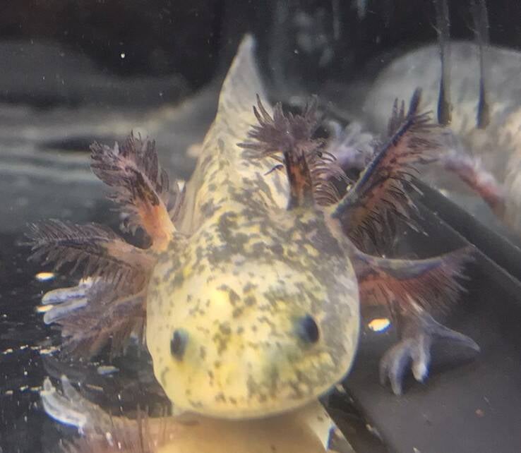 Axolotl, Mosaic, Chimera, Special, Verkoelen VERKOELEN   Nu de warmere maanden weer aan het aanbreken zijn, krijgen we vaak de vraag hoe moeten we de Aquaria koelen?  Om te starten kunt u een zuurstofpompje met een zuurstofsteentje aanschaffen. Deze sluit