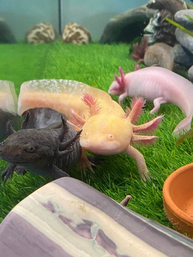 Axolotl, Grasmat, Happy, Love   DE AXOLOTL De Axolotl is een salamander een amfibie, ze vallen onder de Molsalamanders. De Latijnse naam is Ambystoma mexicanum.  Het zijn bedreigde dieren hierom zijn ze op een bedreigde diersoorten lijst geplaatst (Cites)