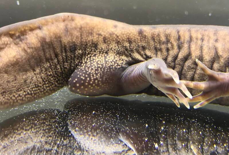 Cloaca, Axolotl, Morph, Man, Geslacht Axolotl, Vrouw, Dik, Leucistic, Koper Volwassen vrouwen zijn meer rond van vorm, hebben een kortere staart en de Cloaca is Kegelvormig/klein. Dit ziet er uit als een bultje. Wanneer je voor het eerst het geslacht gaat