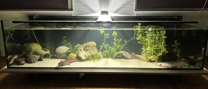 Axolotl, Inrichting, Aquarium, vriendelijk, Minecraft  AMBYSTOMA MEXICANUM(AXOLOTL) Latijnse Naam : Ambystoma mexicanum Engelse Naam : Axolotl Nederlandse Naam : Axolotl  Cites : Bijlage 2, zorg dat je altijd kan aantonen waar je diertjes vandaan komen. V