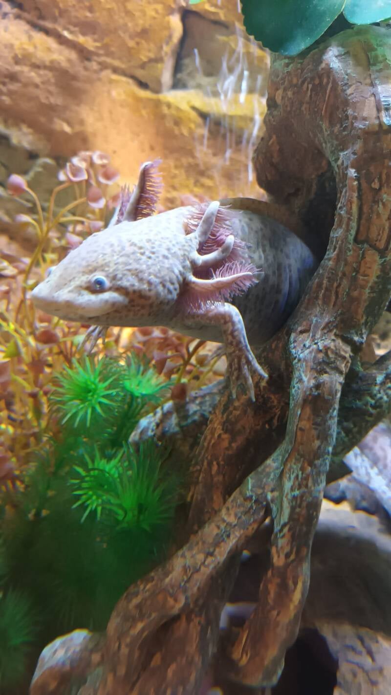 Koper, Axolotl, Vrouw, Geslacht, Blij Axolotl, Vrouw, Dik, Leucistic, Koper Volwassen vrouwen zijn meer rond van vorm, hebben een kortere staart en de Cloaca is Kegelvormig/klein. Dit ziet er uit als een bultje. Wanneer je voor het eerst het geslacht gaat