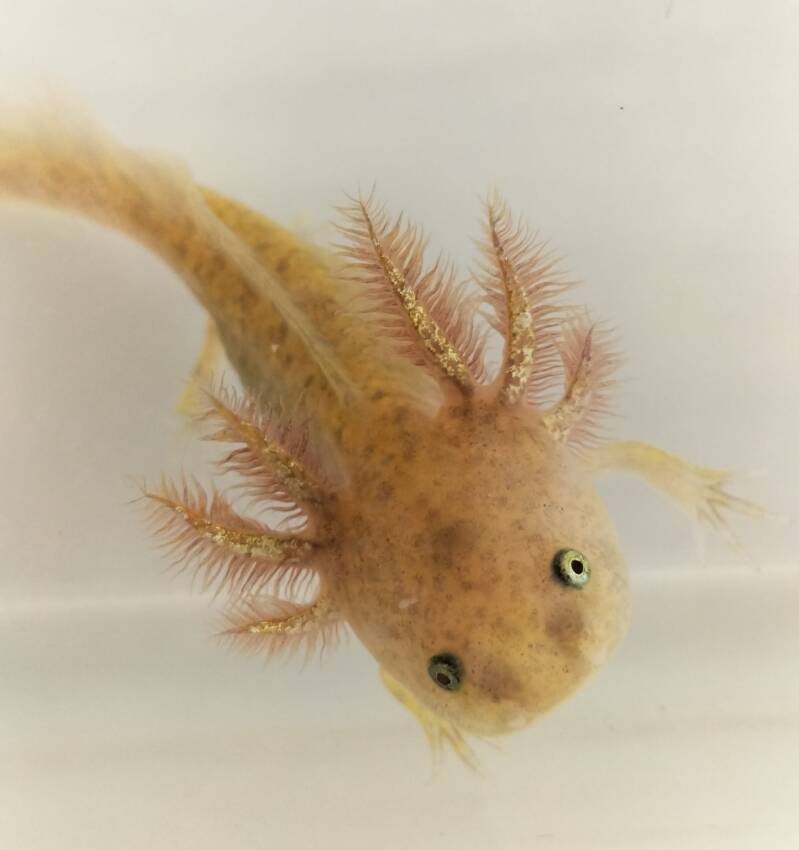Axolotl, Baby,  Cute, Kieuwen, Iridophores Axolotl, Inrichting, Aquarium, vriendelijk, Minecraft  AMBYSTOMA MEXICANUM(AXOLOTL) Latijnse Naam : Ambystoma mexicanum Engelse Naam : Axolotl Nederlandse Naam : Axolotl  Cites : Bijlage 2, zorg dat je altijd kan
