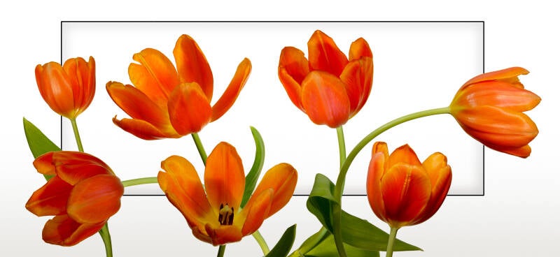 210618-tulipe23x50-standard-fek6i9.jpg