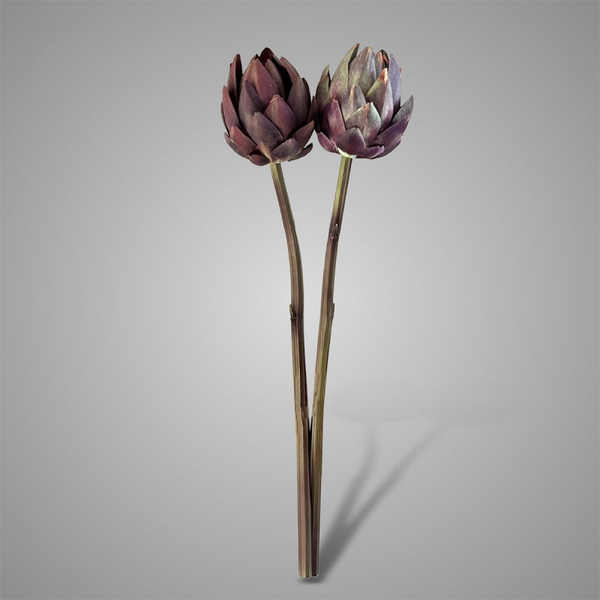 Cynara Autumn range M 48 cm