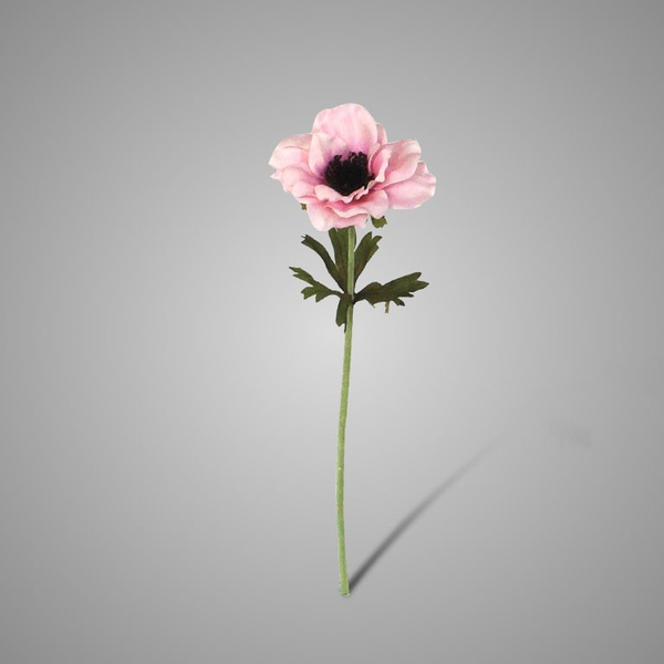 Foto 40  Single Anemone Pink