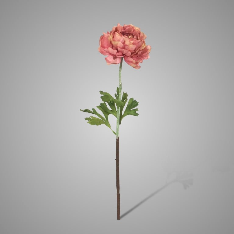 foto 48 Single Ranunculus Ant. Pink