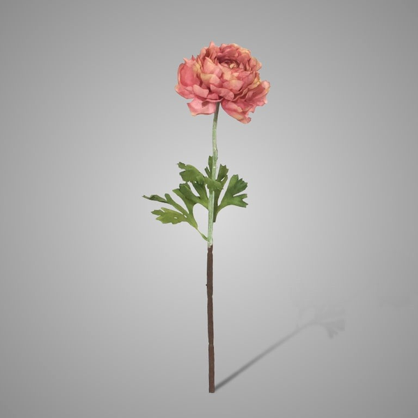 foto 48 Single Ranunculus Ant. Pink