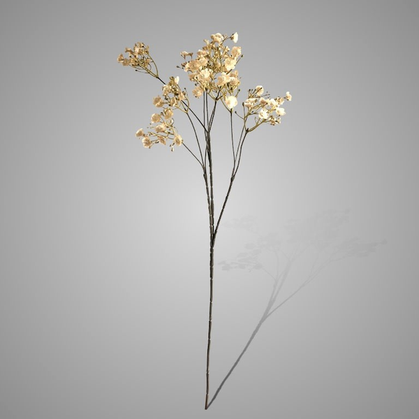 Gypsophila Off White