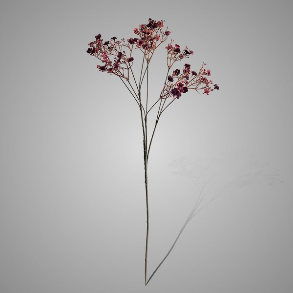 Gypsophila Burgundy
