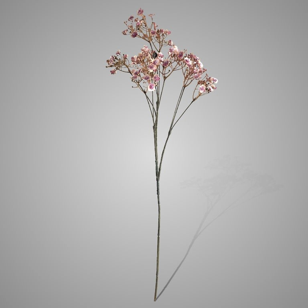 Gypsophila Ant. Pink