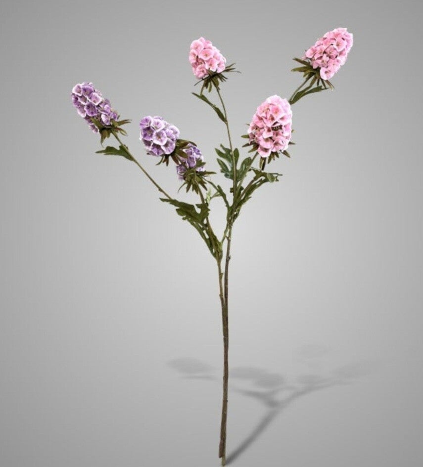 Sortment of Scabiosa Grande Spring