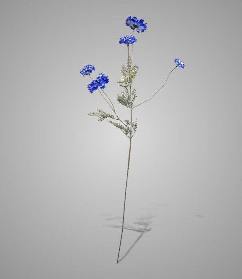 Centaurea Blue