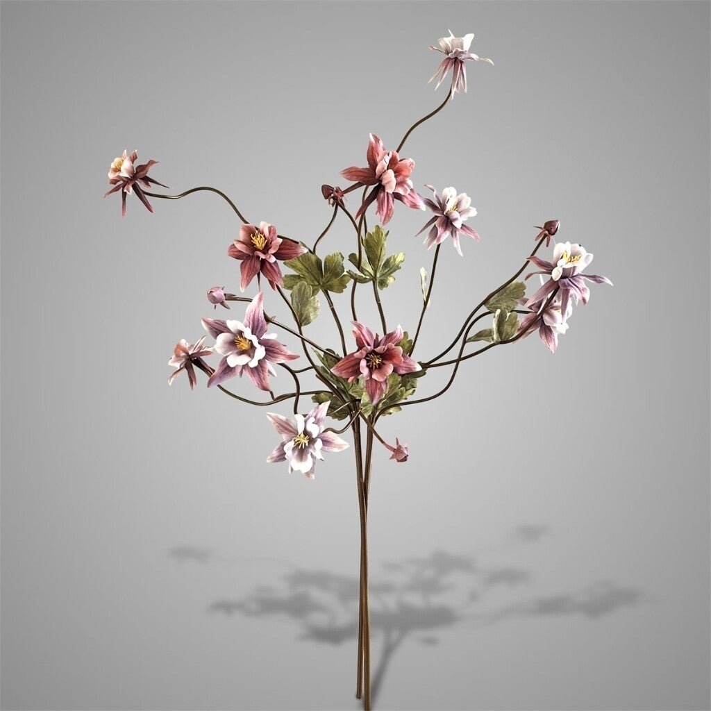 Sort. of 2 Aquilegia Purple Range