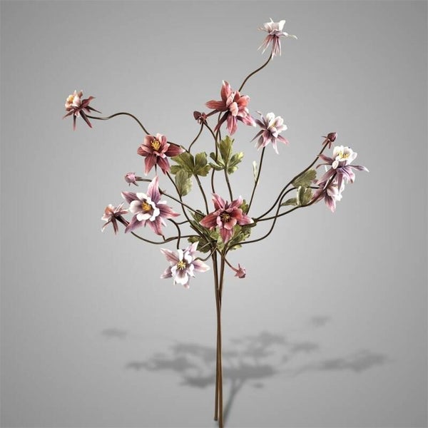 Sort. of 2 Aquilegia Purple Range