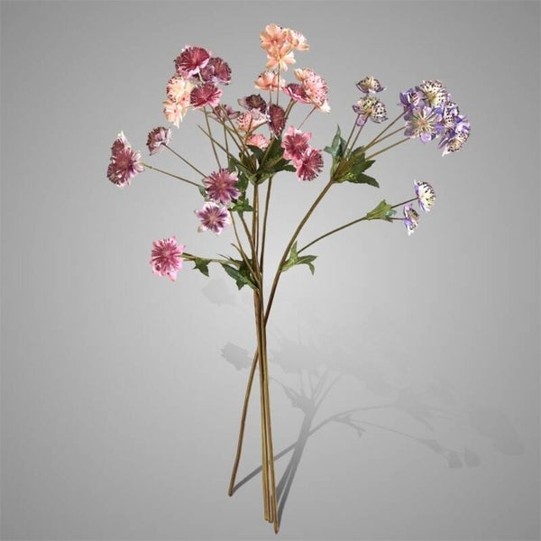 Sort. of 4 Astrantia Purple Pink Range