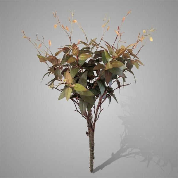 Ligustrum In Bloom Bush Brown Range