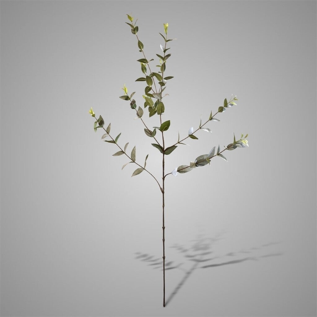 Ligustrum Green/grey
