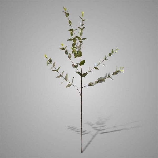 Ligustrum Green/grey