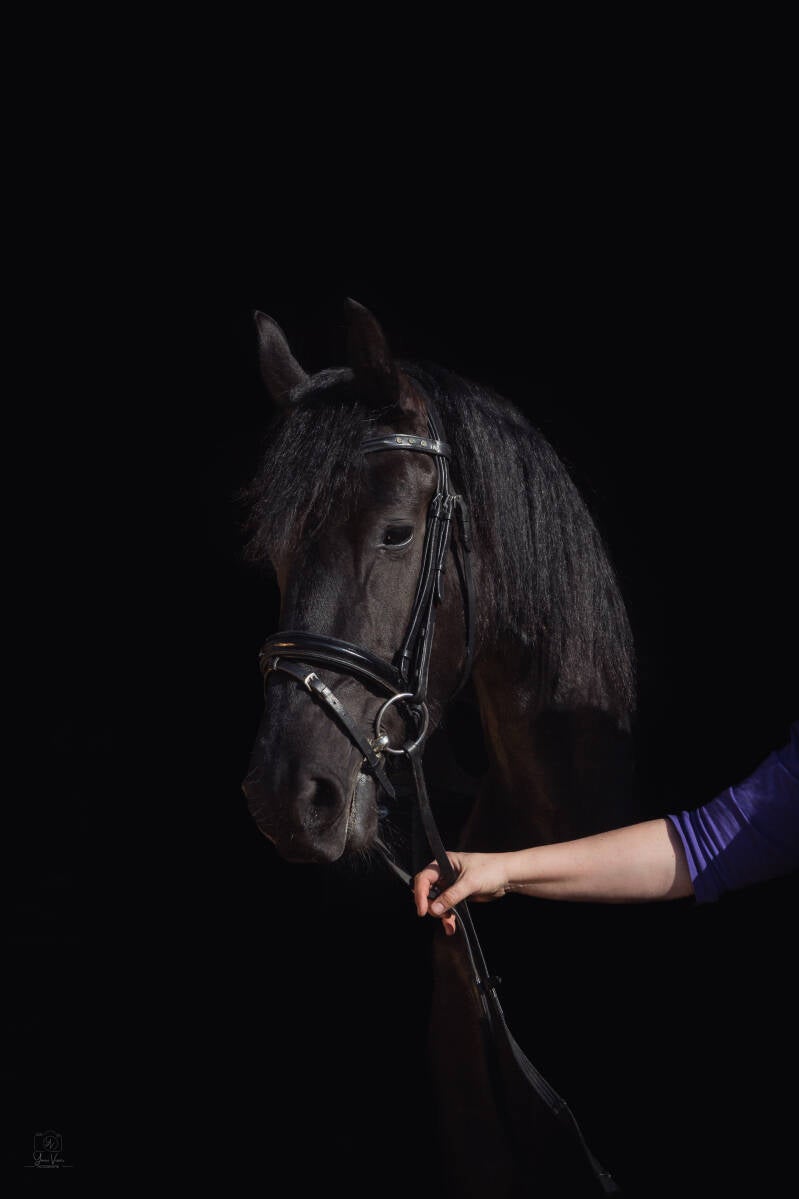 Paardenfotografie