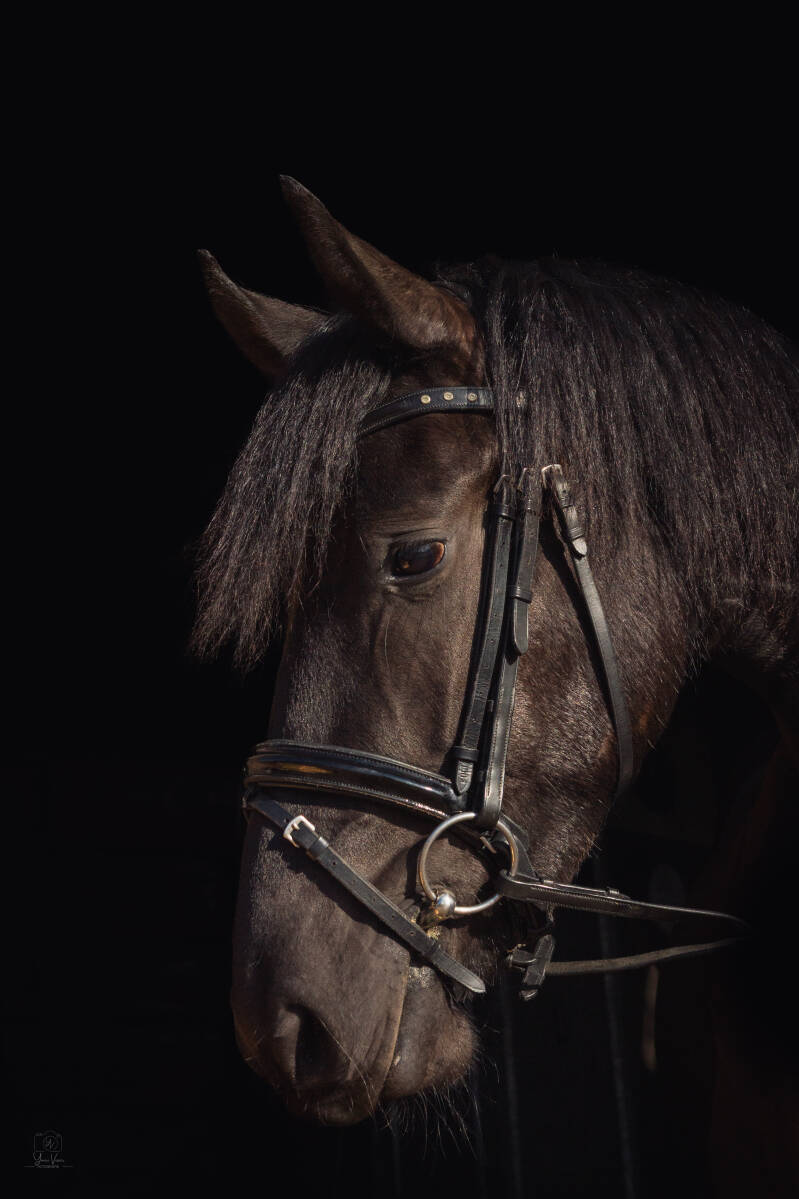 Paardenfotografie1