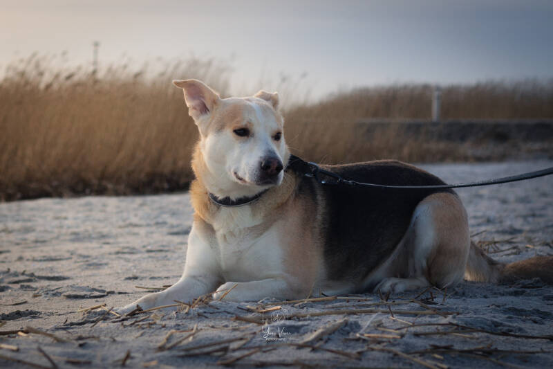 Hondenfotografie